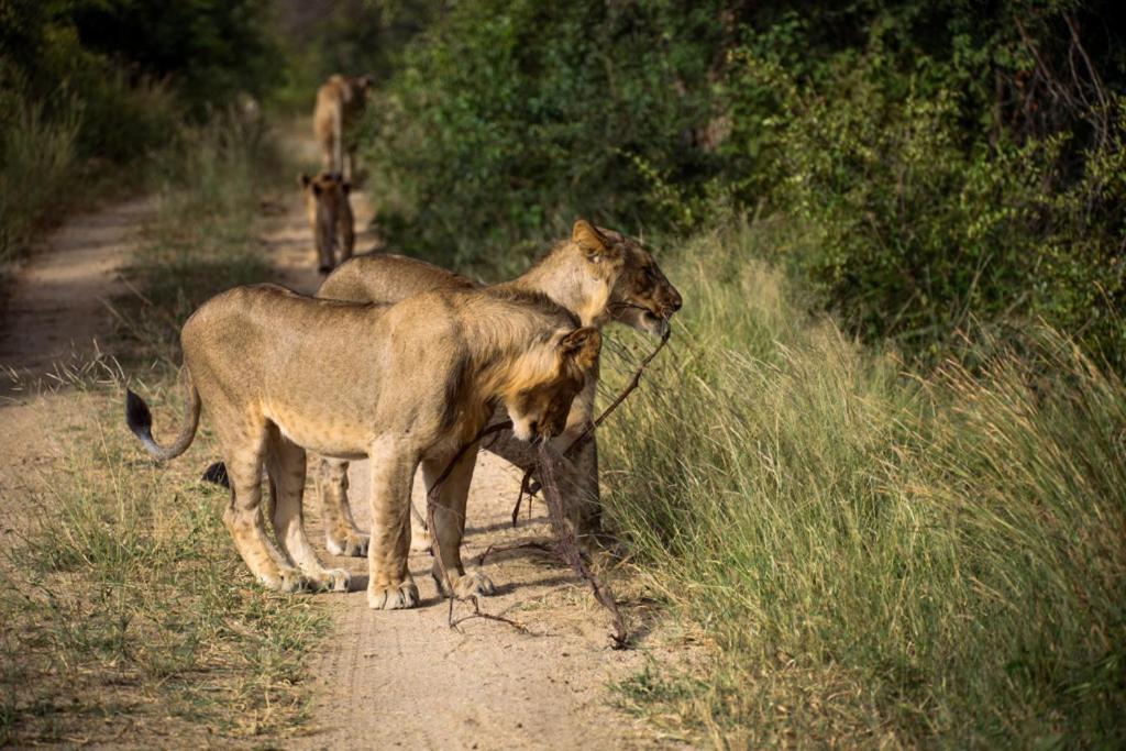 Kuname Lodge Karongwe Game Reserve Exterior foto